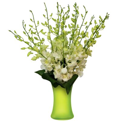 Send 10 Pcs. White Dendrobium Orchids to Bangladesh